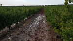 Las tormentas provocan daños en el olivar y viña de Montilla Imagen 1