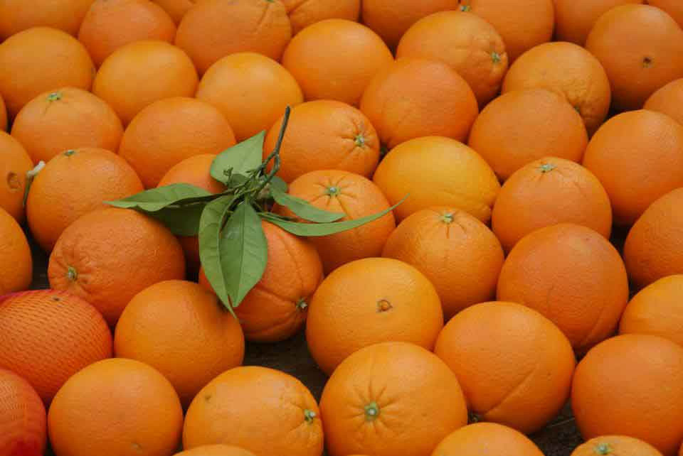 Agricultores cordobeses donan 20.000 kg. de naranjas al “Hospital de Ifema”