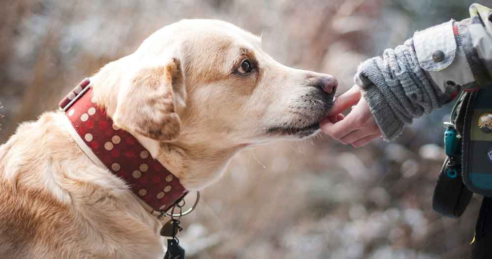 Un estudio de la red de cuidadores de mascotas Rover muestra como el COVID-19 ha tenido impacto en los nombres escogidos para los perros.