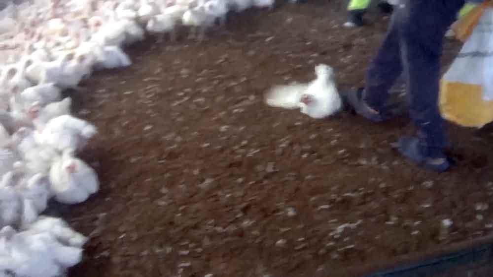 Denuncian por maltrato animal a dos macrogranjas vinculadas con empresas que suministran pollo a supermercados.