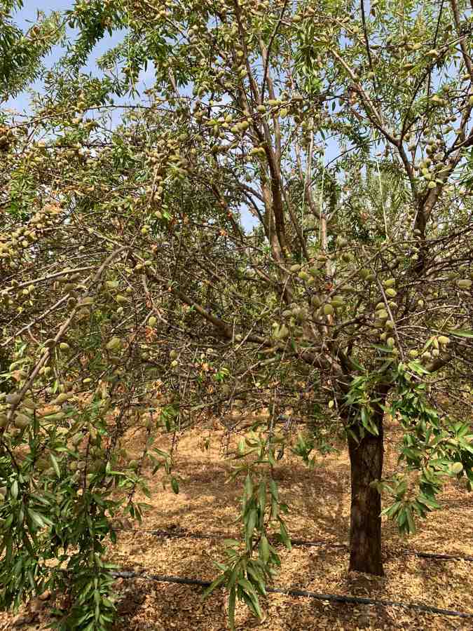 Almendra Córdoba
