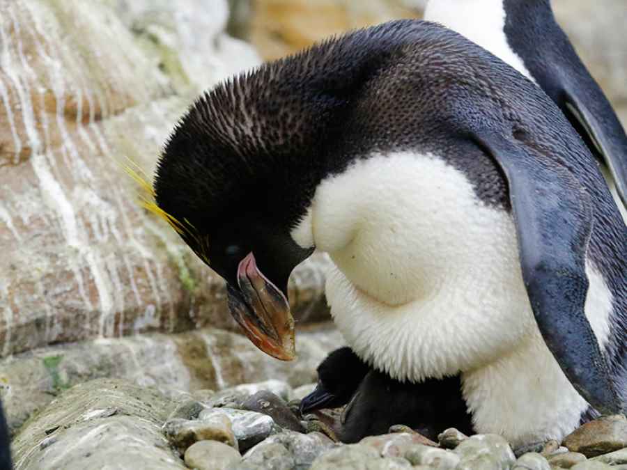 Pinguino macaroni Selwo Marina 3