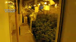 La Guardia Civil localiza una plantación indoor de ... Imagen 1