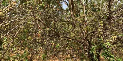 Almendra Córdoba