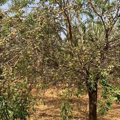 Almendra Córdoba