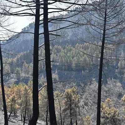 Incendio en Guadalajara