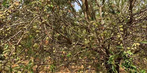 Almendra Córdoba